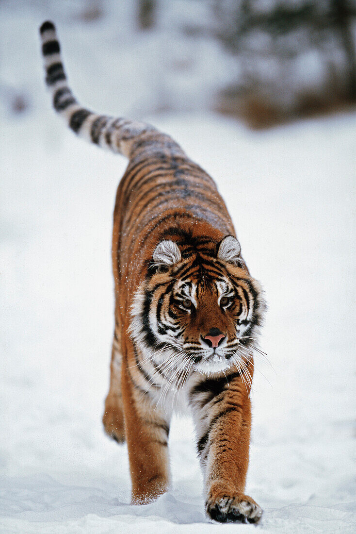 Siberian Tiger In Snow