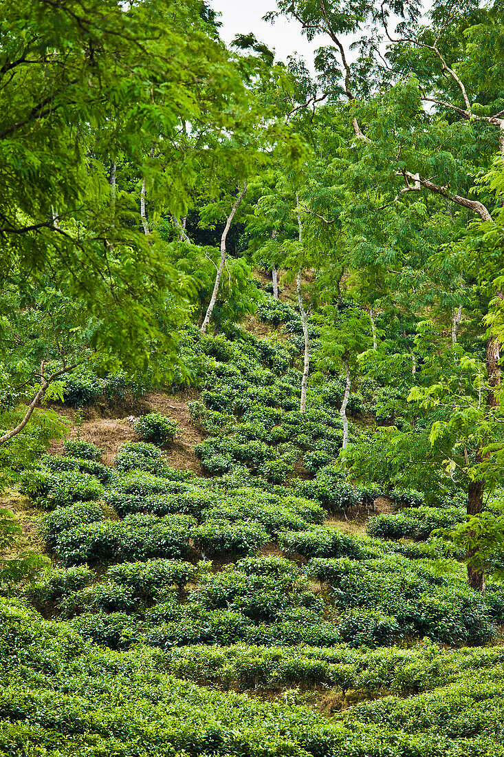 'A Tea Plantation; Sylhet, Bangladesh'