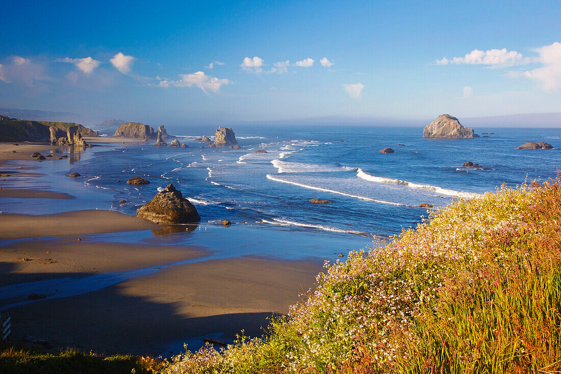 'Wildflowers And Rock Formations Along The Coast At Bandon State Park; Bandon, Oregon, United States of America'