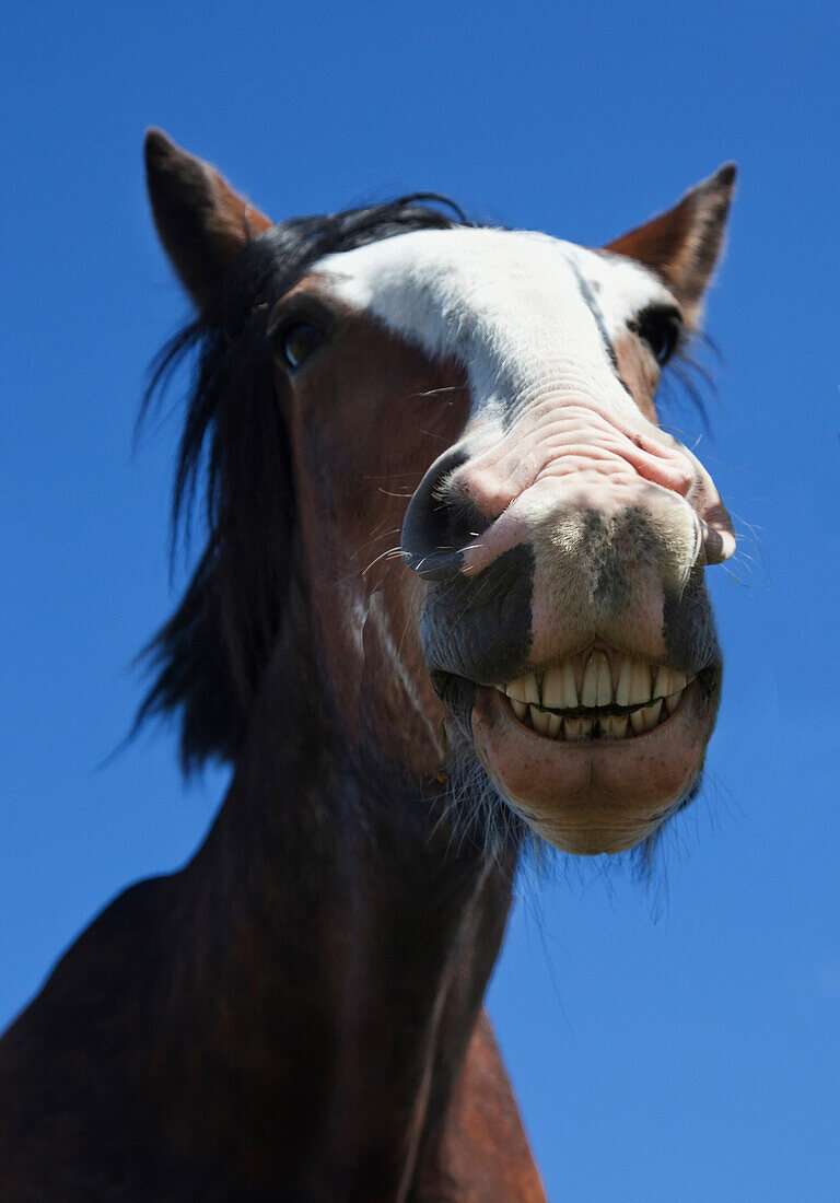 'A Horse Smiling And Showing It's Teeth; Northumberland, England'