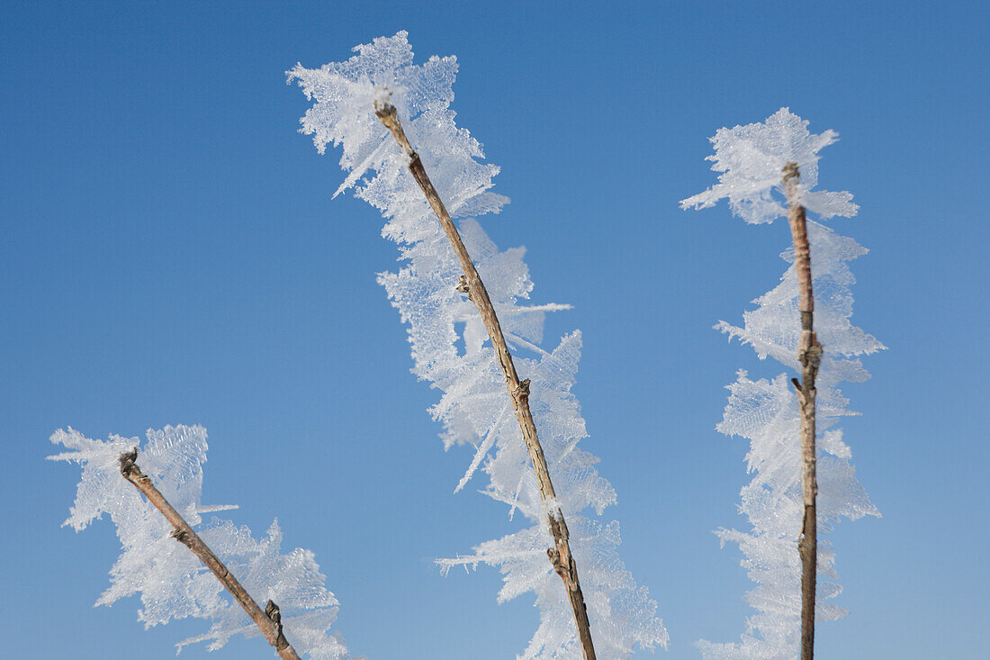 'Hoar Frost On Branches; Thunder Bay, Ontario, Canada'