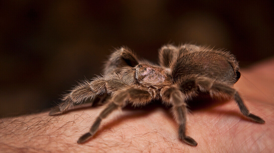 'A Spider On A Person's Arm; Edmonton, Alberta, Canada'