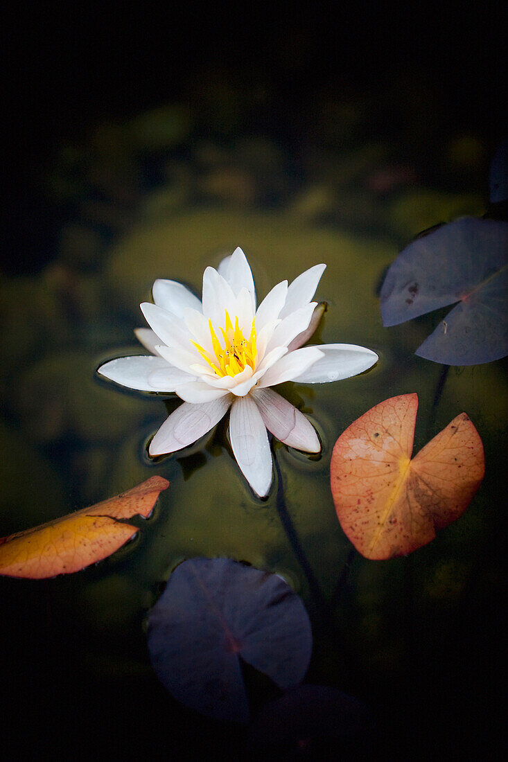 'A White Lily With Colorful Leaves Around It; Edmonton, Alberta, Canada'