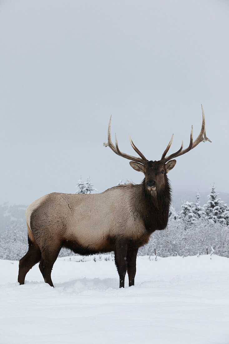 An elk (Cervus canadensis) standing in a field of snow with frozen trees in the background