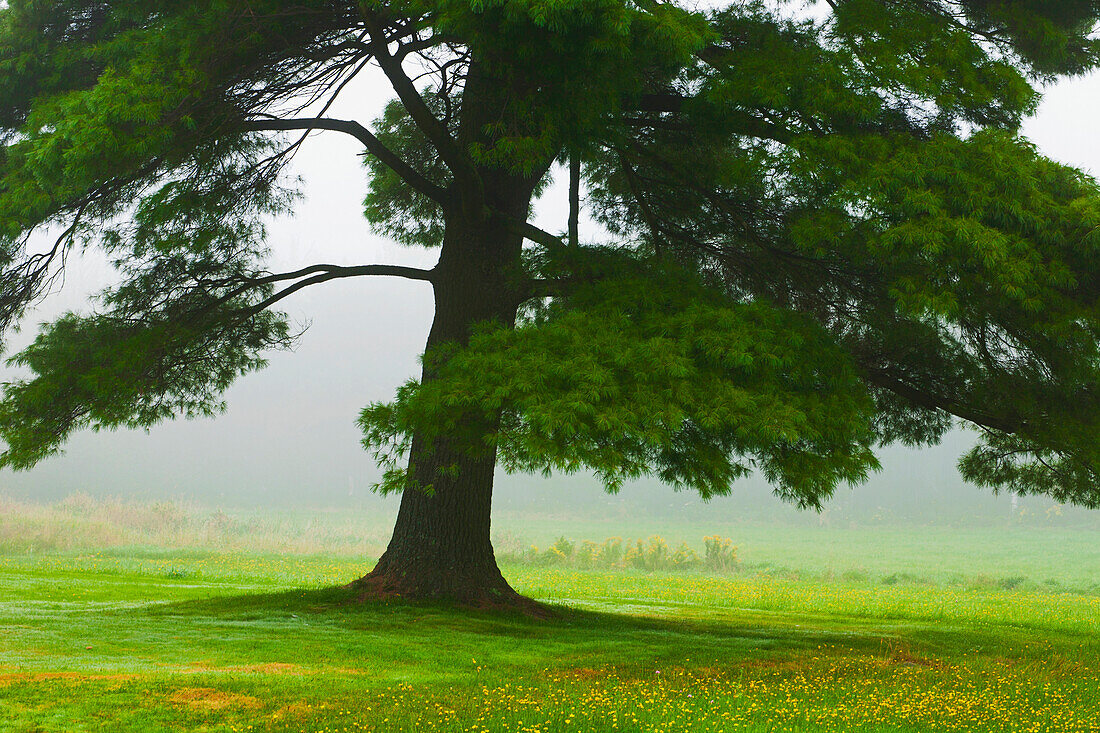 'An old pine tree with fog over a field; Waterloo, Quebec, Canada'