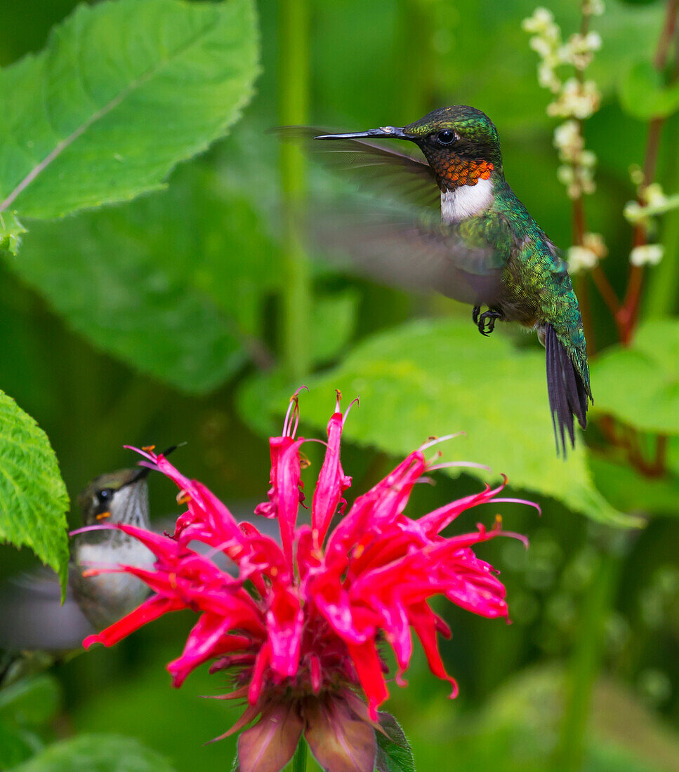 'Hummingbirds hover over a red flower; Field, Ontario, Canada'