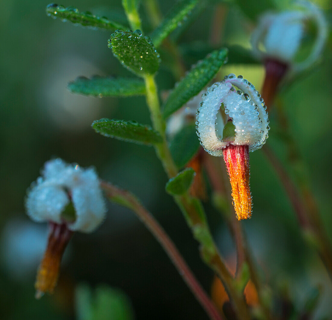 'Unique flower blossoms covered in beaded water drops; Field, Ontario, Canada'