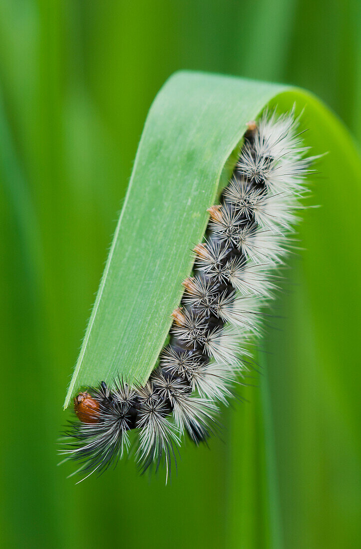 'A caterpillar eats grass; Astoria, Oregon, United States of America'