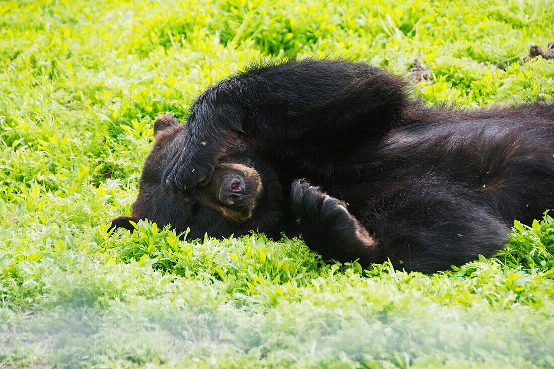 A black bear rolls around in the lush green grass