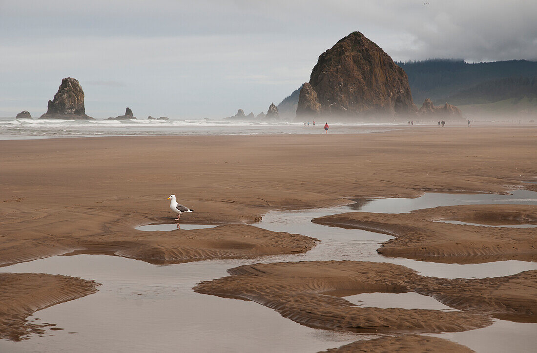 'Low tide extends the beach at Tolovana; Oregon, United States of America'