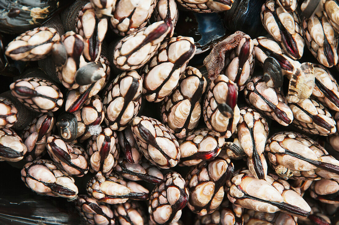 'Barnacles are exposed by low tide; Cannon Beach, Oregon, United States of America'