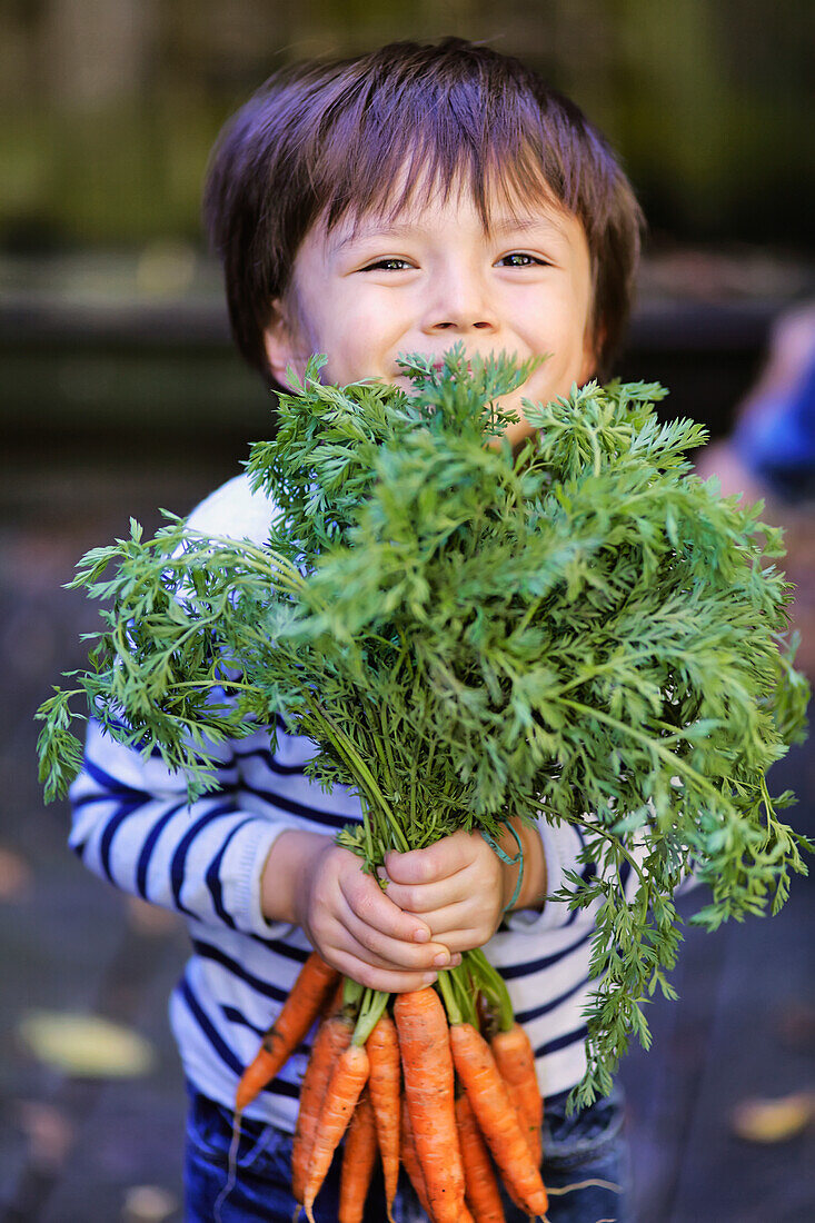 'Young boy holding a bunch of organic carrots; Montreal, Quebec, Canada'