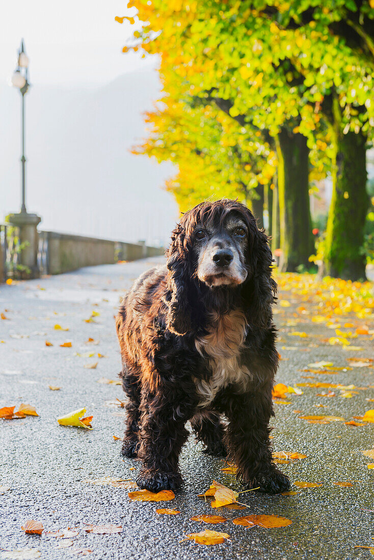 'Portrait of a dog standing on a wet path in autumn; Locarno, Ticino, Switzerland'