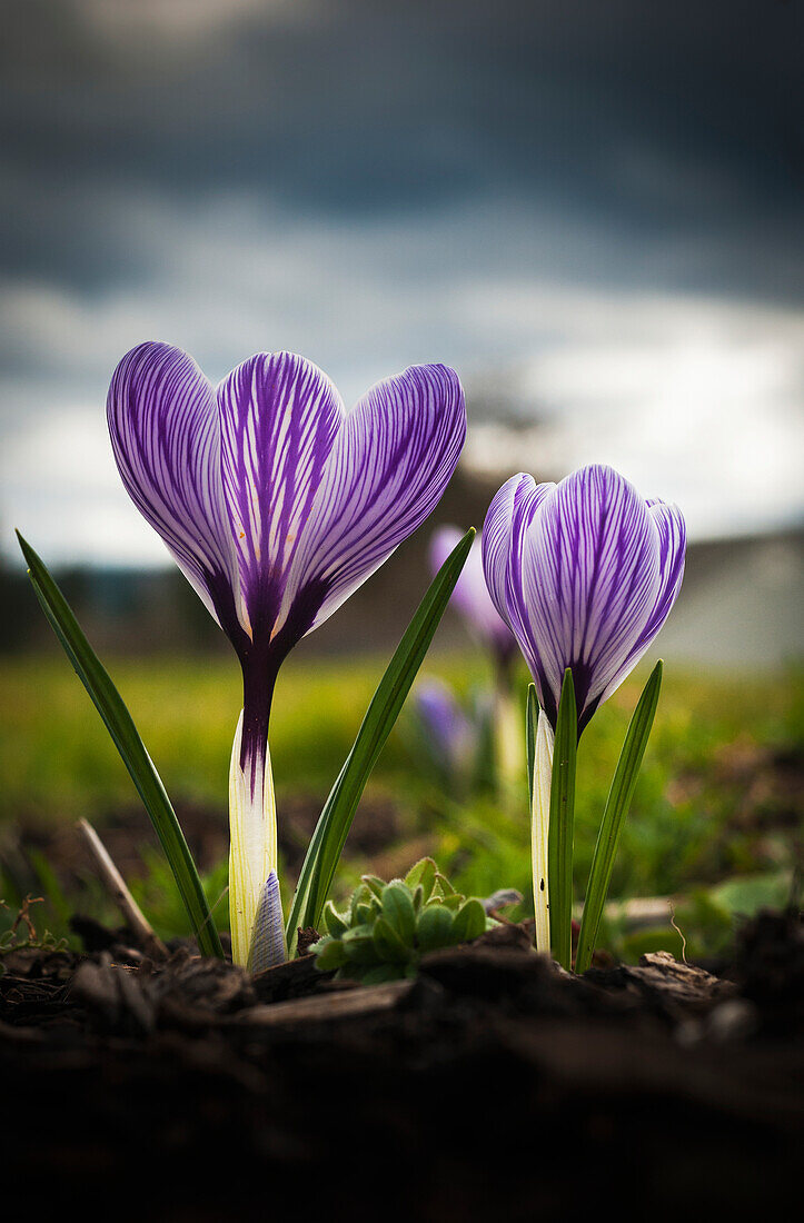 'Blooming crocuses are a sign of springtime; Astoria, Oregon, United States of America'