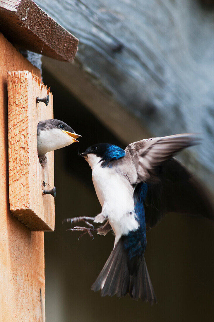 'Tree Swallows (Tachycineta bicolor) occupy a nesting box; Astoria, Oregon, United States of America'