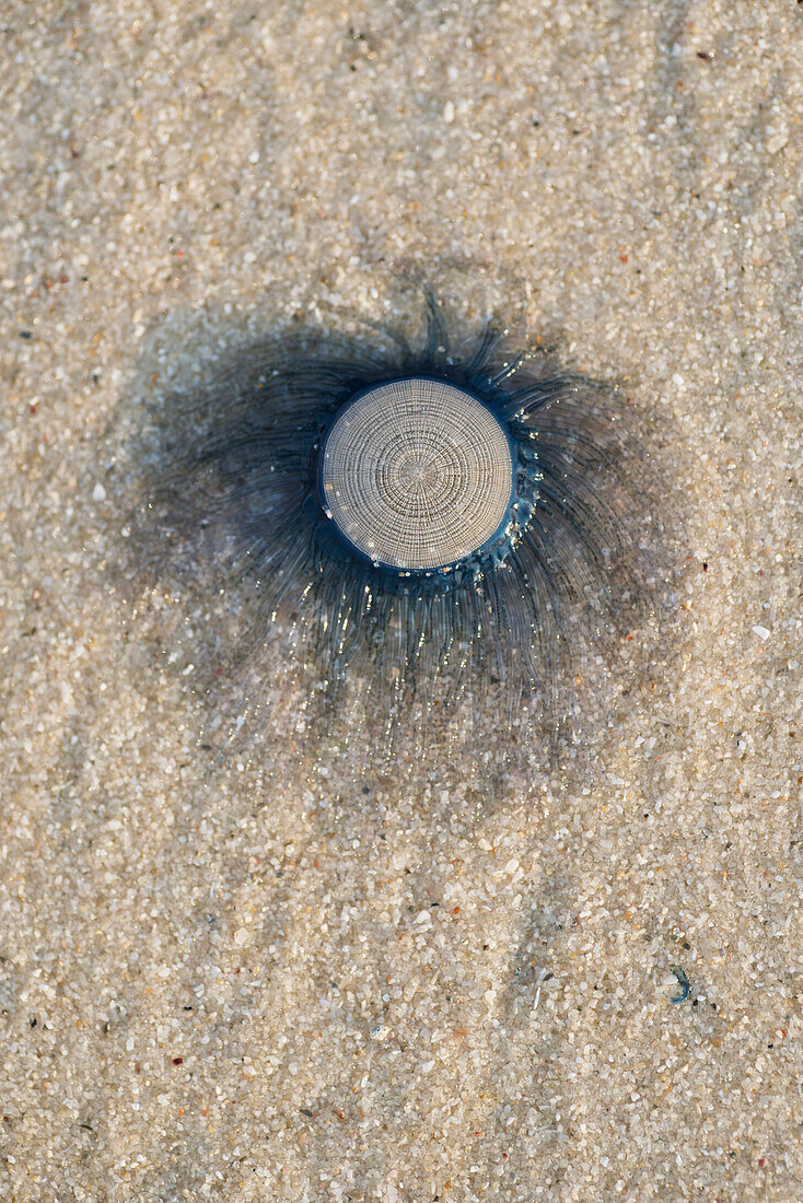 'Anenome on the sand at the beach; Koh Samet Island, Thailand'