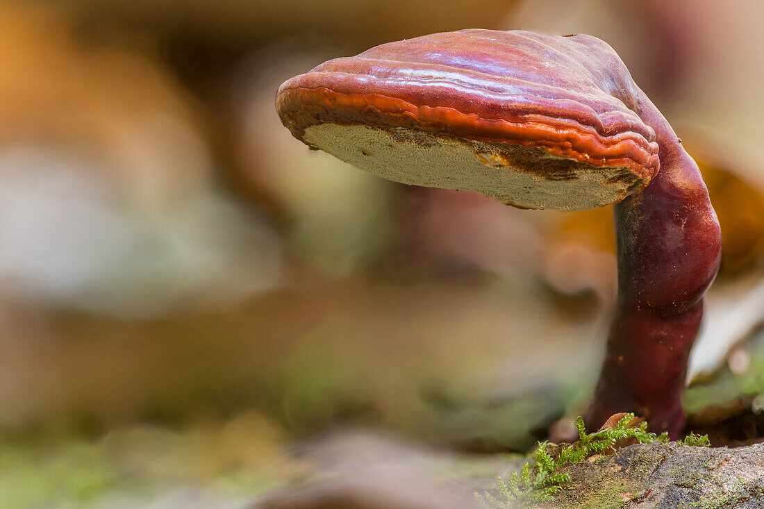 'Fungus growing on a log in Algonquin Park; Ontario, Canada'