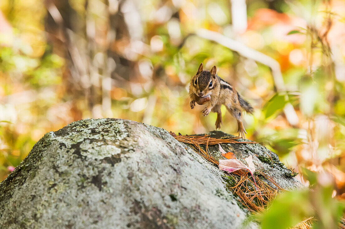 'Chipmunk holding an acorn jumping from rock to rock, Algonquin Park; Ontario, Canada'