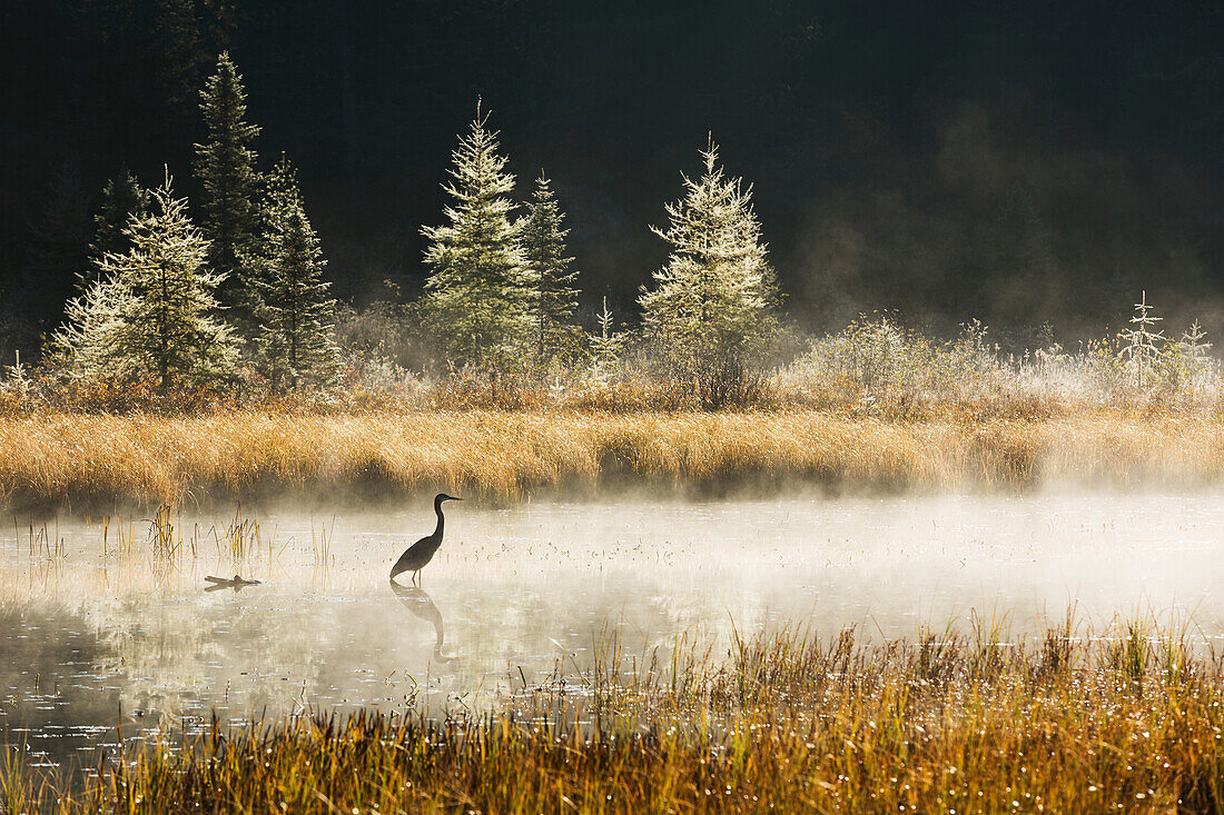 'Great Blue Heron (Ardea herodias) fishing in Costello Creek at sunrise while mist rises off the water, Algonquin Park; Ontario, Canada'