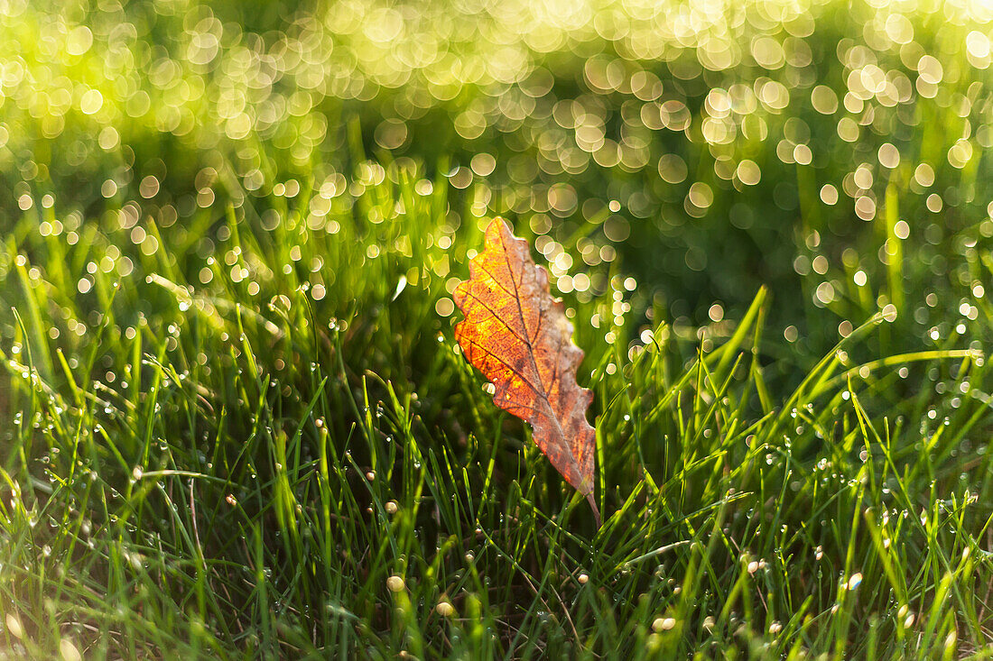 'Dew drops on the grass with a fallen leaf; Whitnall Park, Wisconsin, United States of America'