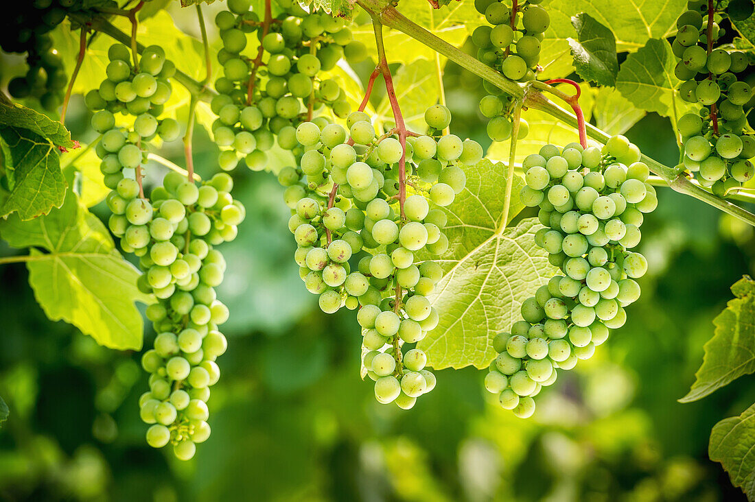 'Green grapes on a vine; Northeast, Pennsylvania, United States of America'