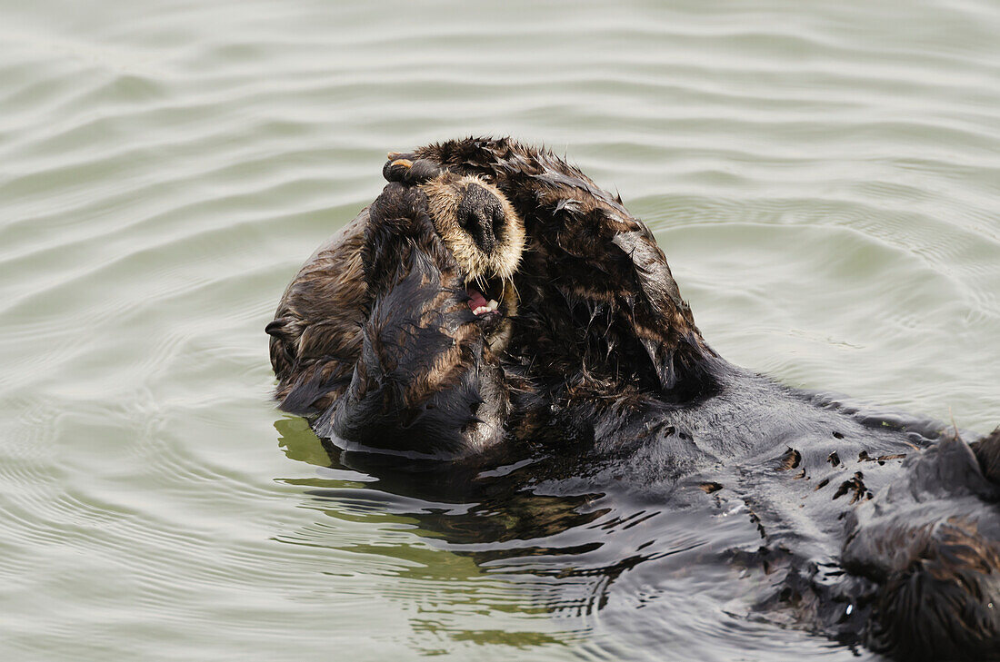 'Sea Otter (Enhydra lutris) grooming fur, Moss Landing, Monterey Bay; California, United States of America'