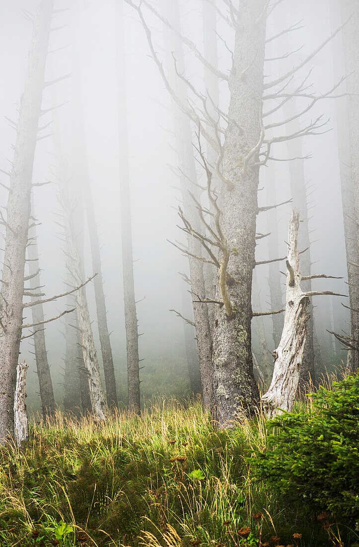 'Fog in the forest at Ecola State Park; Cannon Beach, Oregon, United States of America'