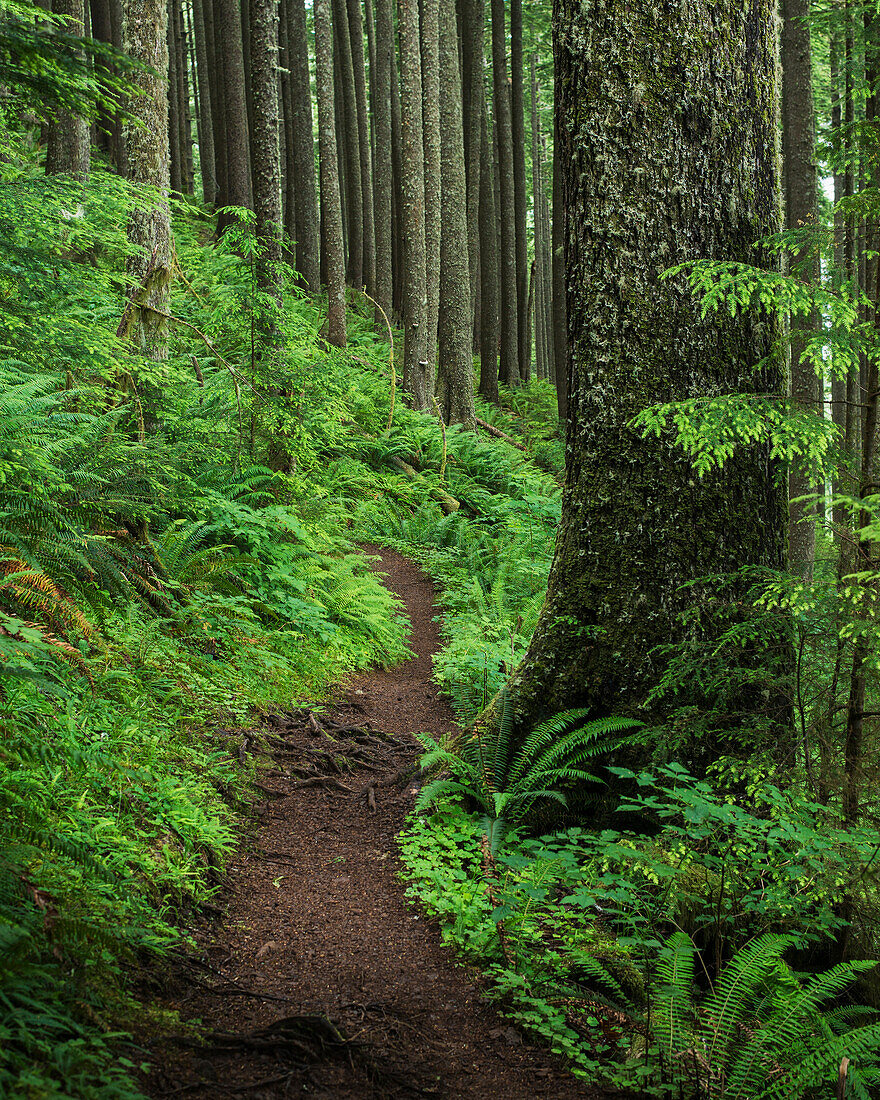 'A forested trail passes over Neahkahnie Mountain; Manzanita, Oregon, United States of America'