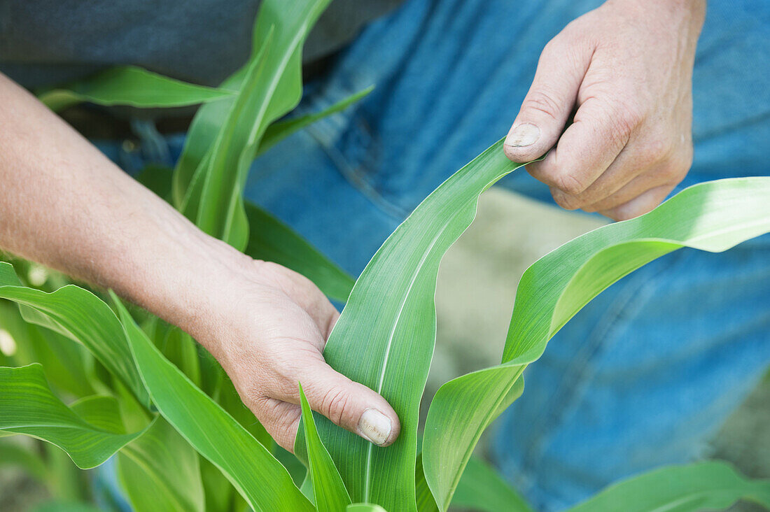 'Farmer touching the leaves of a corn plant; Preston, Maryland, United States of America'