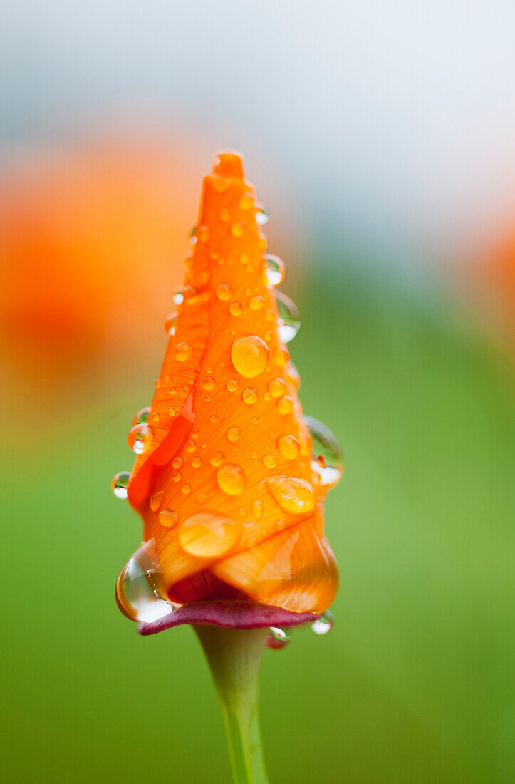 Kalifornischer Mohn (Eschscholzia californica) bleibt im Regen geschlossen; Astoria, Oregon, Vereinigte Staaten von Amerika'