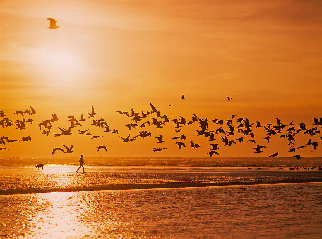 'A flock of birds fly over the beach and ocean as the sun sets at Siltcoos Beach; Florence, Oregon, United States of America'