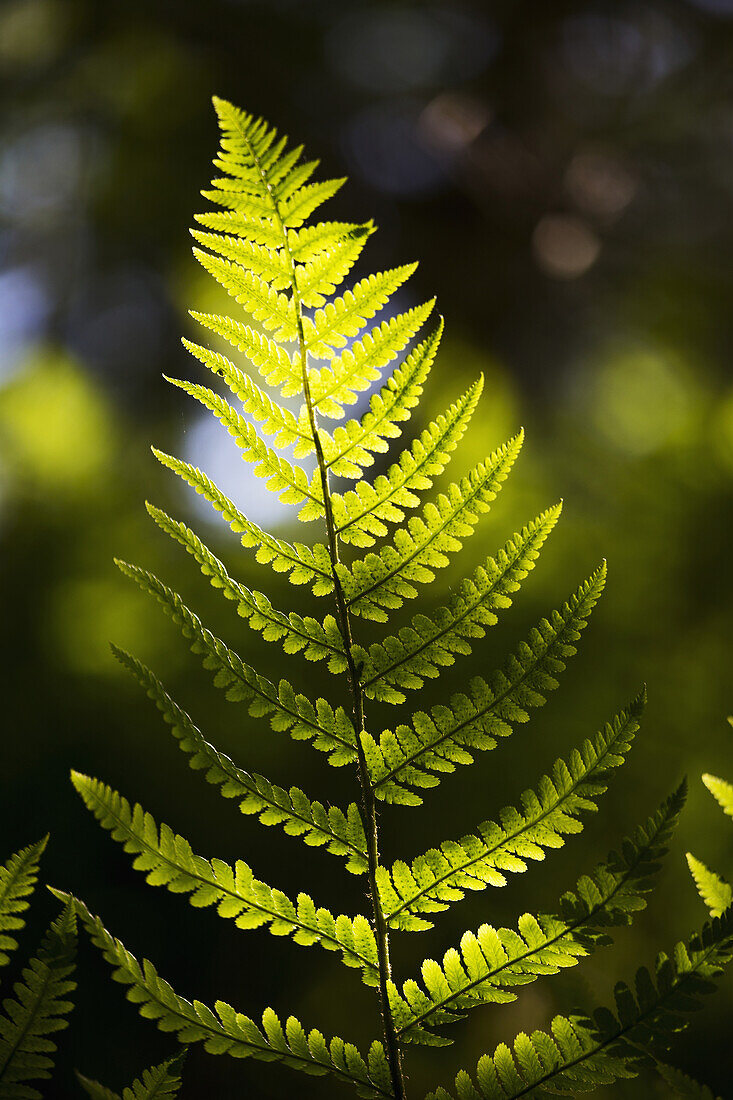 'A backlit fern frond; Northumberland, England'