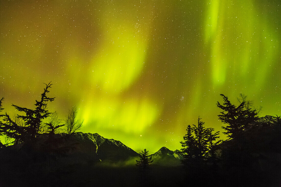 'Northern Lights in the sky above Moose Pass, silhouetted Kenai Mountains and trees in the foreground, Chugach National Forest; Alaska, United States of America'