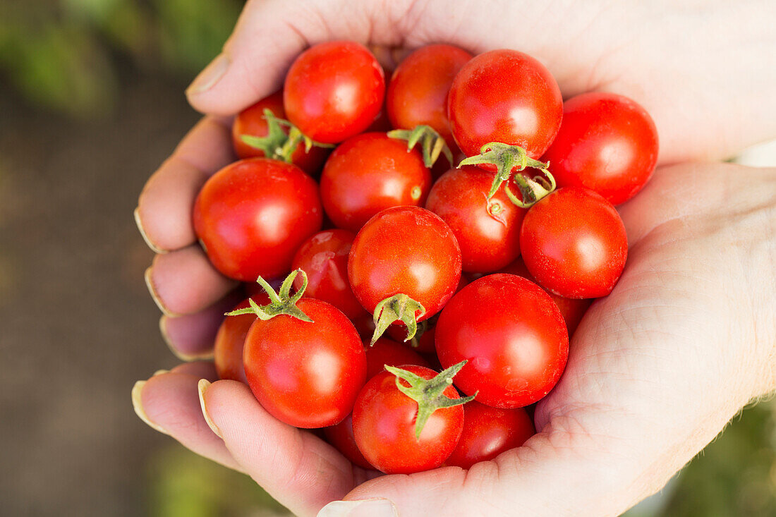 'Close up of female hands cupped holding a handful of cherry tomatoes; Calgary, Alberta, Canada'