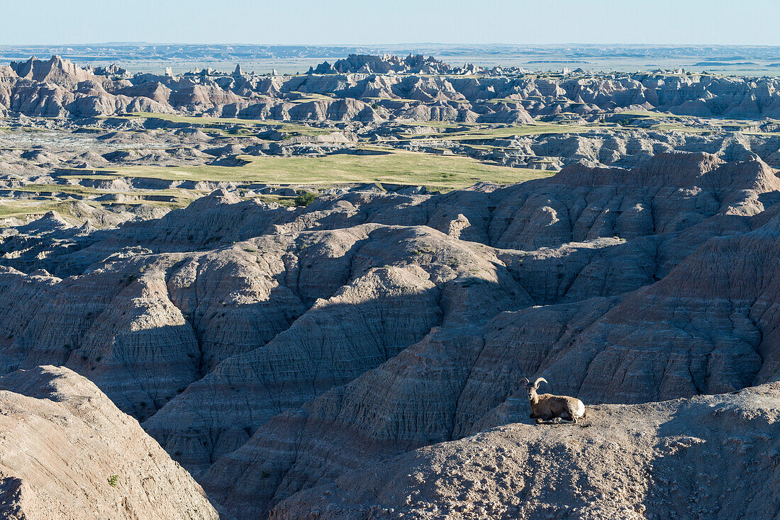 'Bighorn Sheep (Ovis canadensis), Badlands National Park; South Dakota, United States of America'