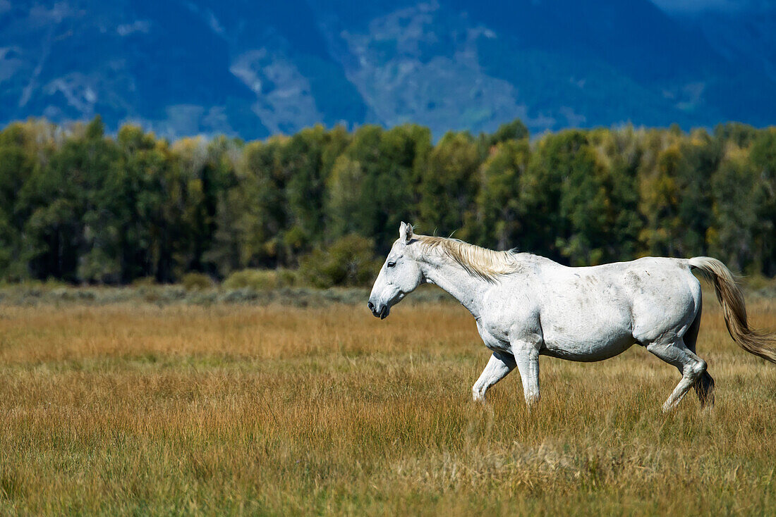 'White horse walking through the grass in Grand Tetons National Park; Wyoming, United States of America'