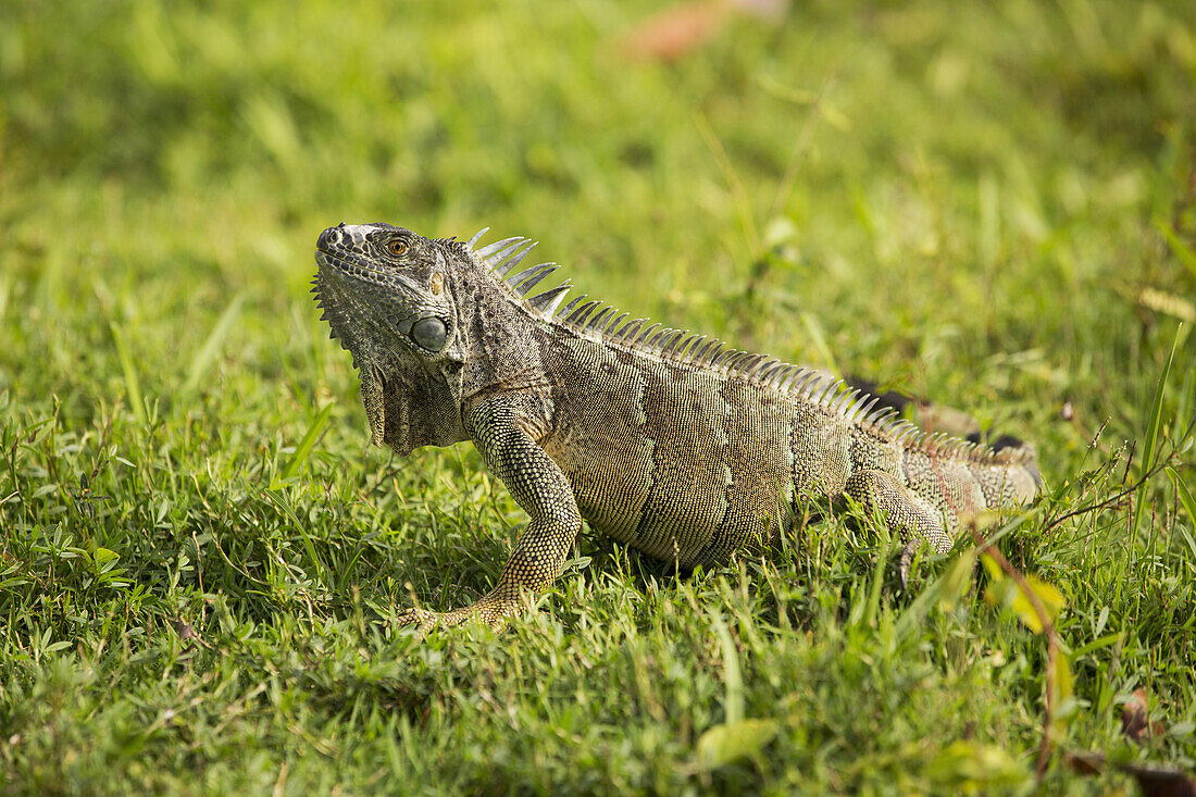 'Iguana on the grass; Grand Cayman'