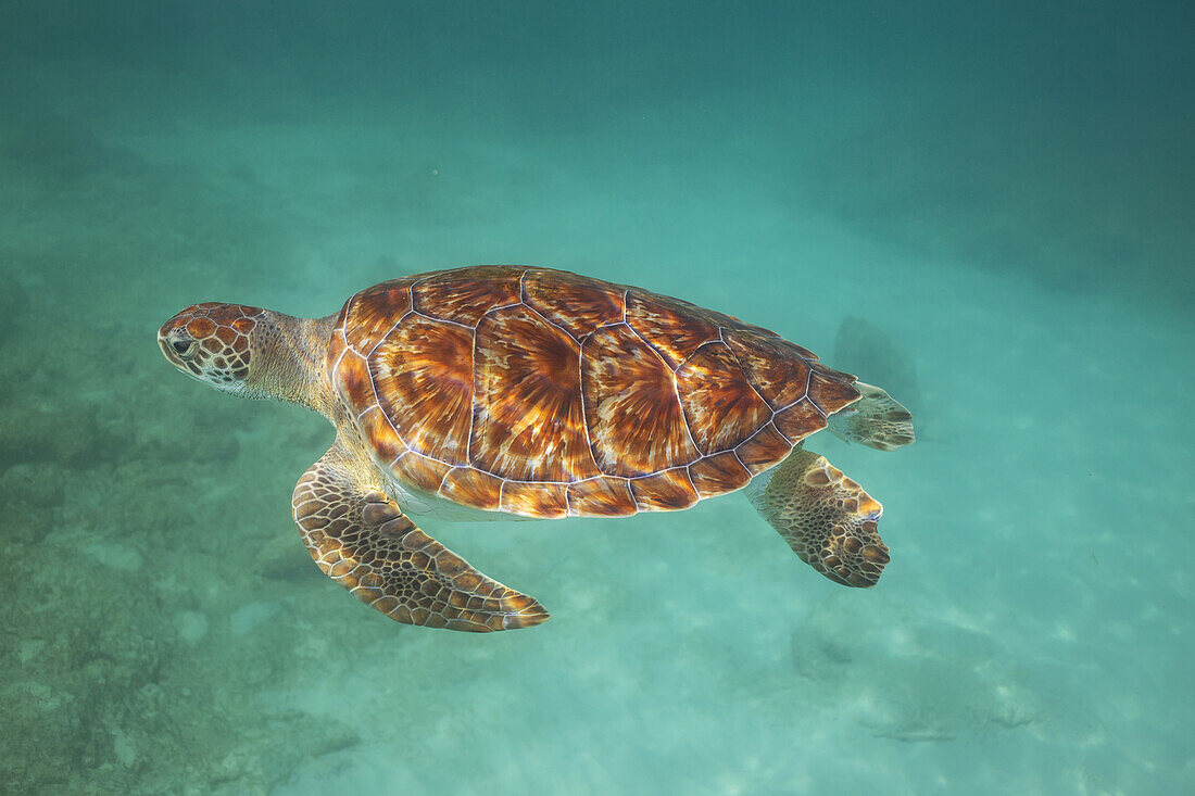 'Green turtle swimming in turquoise water; Barbados'