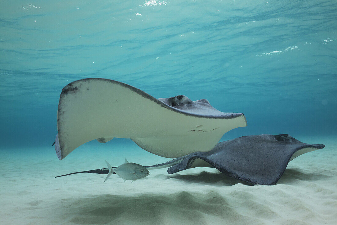 'Stingrays swimming over the sand in shallow water; Grand Cayman, Cayman Islands'