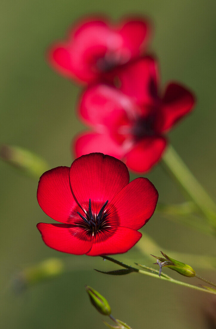 'Flax (Linum usitatissimum) blooms in a garden; Astoria, Oregon, United States of America'