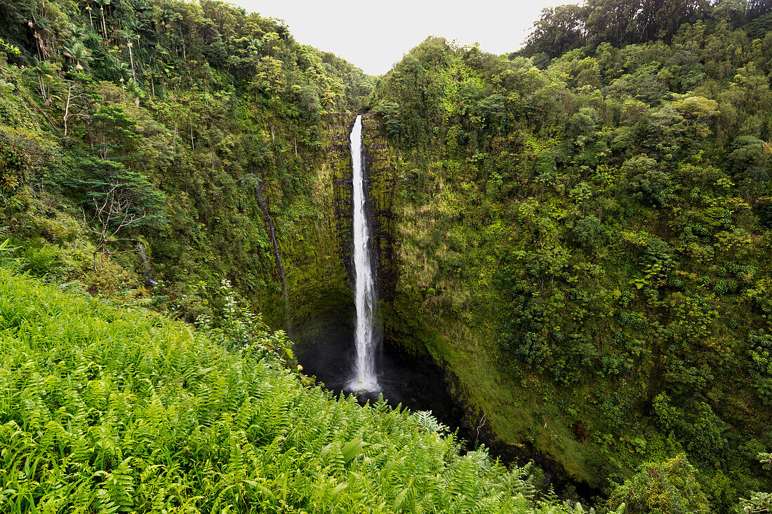 'Akaka Falls; Hilo, Island of Hawaii, Hawaii, United States of America'