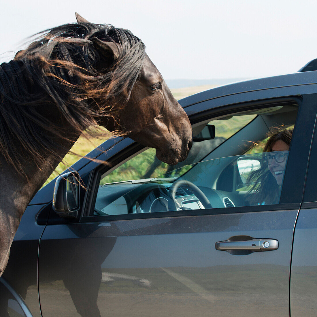 'A driver laughs as a horse stands at the open window of her car; Bonavista, Newfoundland and Labrador, Canada'