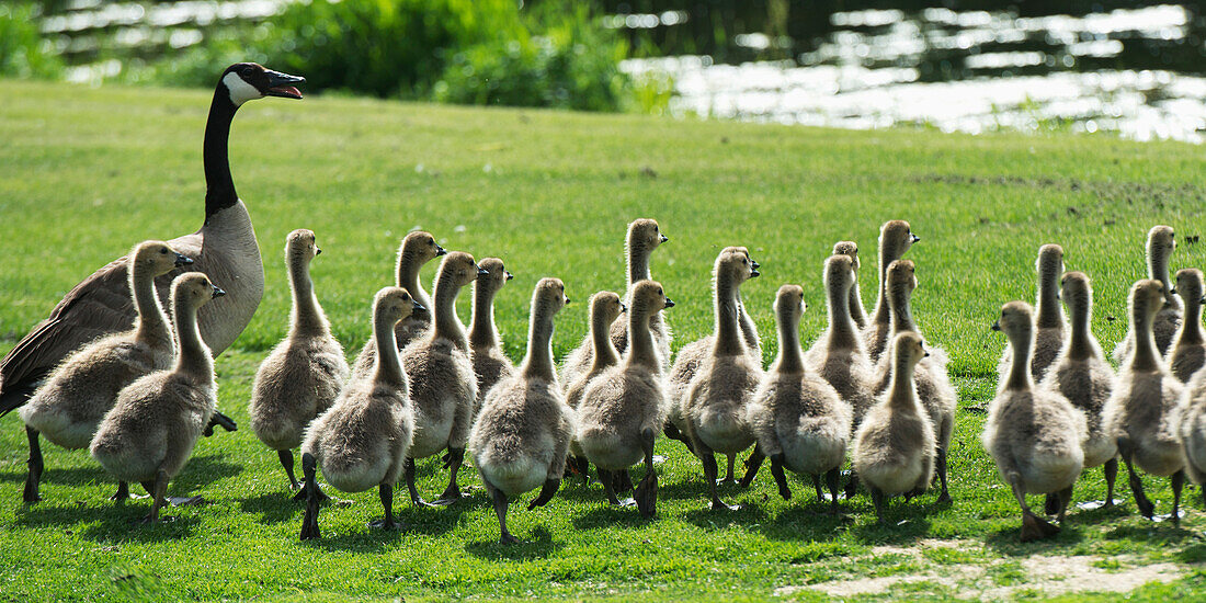 'A goose and goslings walking across a golf course, Hecla-Grindstone Provincial Park; Riverton, Manitoba, Canada'