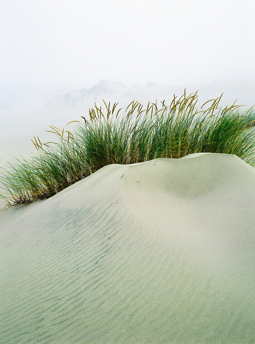 'Grass on the sand dunes with fog reducing visibility in the distance; Reedsport, Oregon, United States of America'