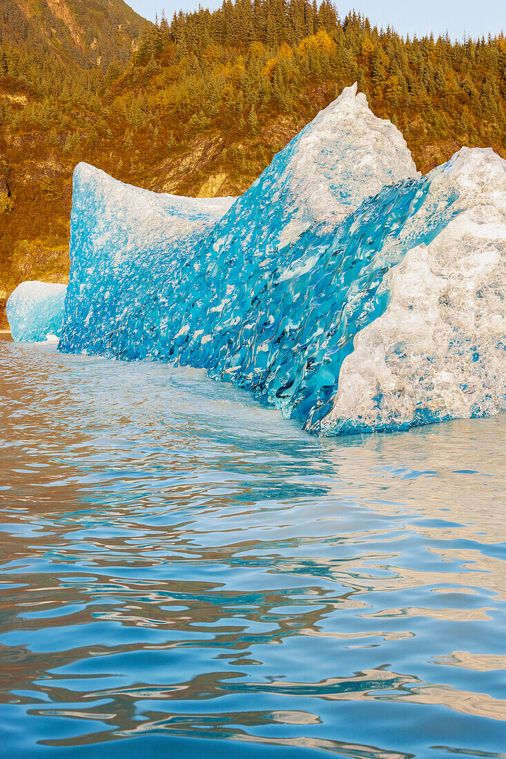 'Iceberg broken off Mendenhall Glacier floating in Mendenhall lake, flipping over and exposing blue polished ice from being underwater; Juneau, Alaska, United States of America'