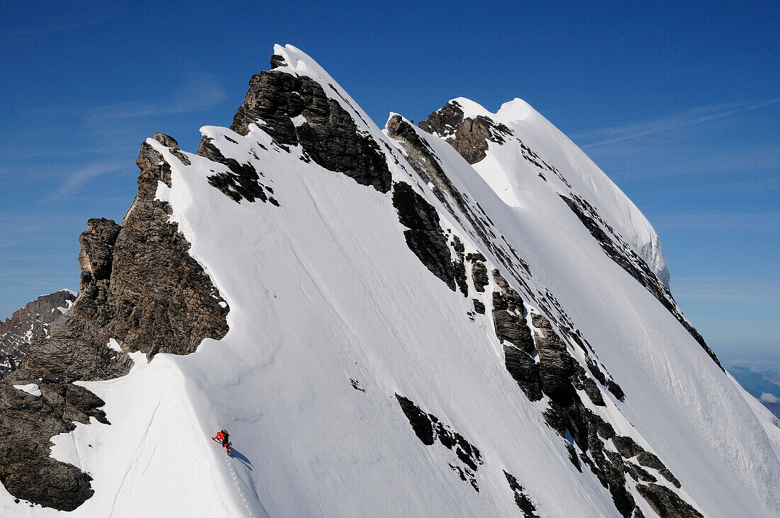 Mountaineer on the ridge of Blümlisalp, traverse of Blümlisalp (3661 m), Bernese Alps, Switzerland