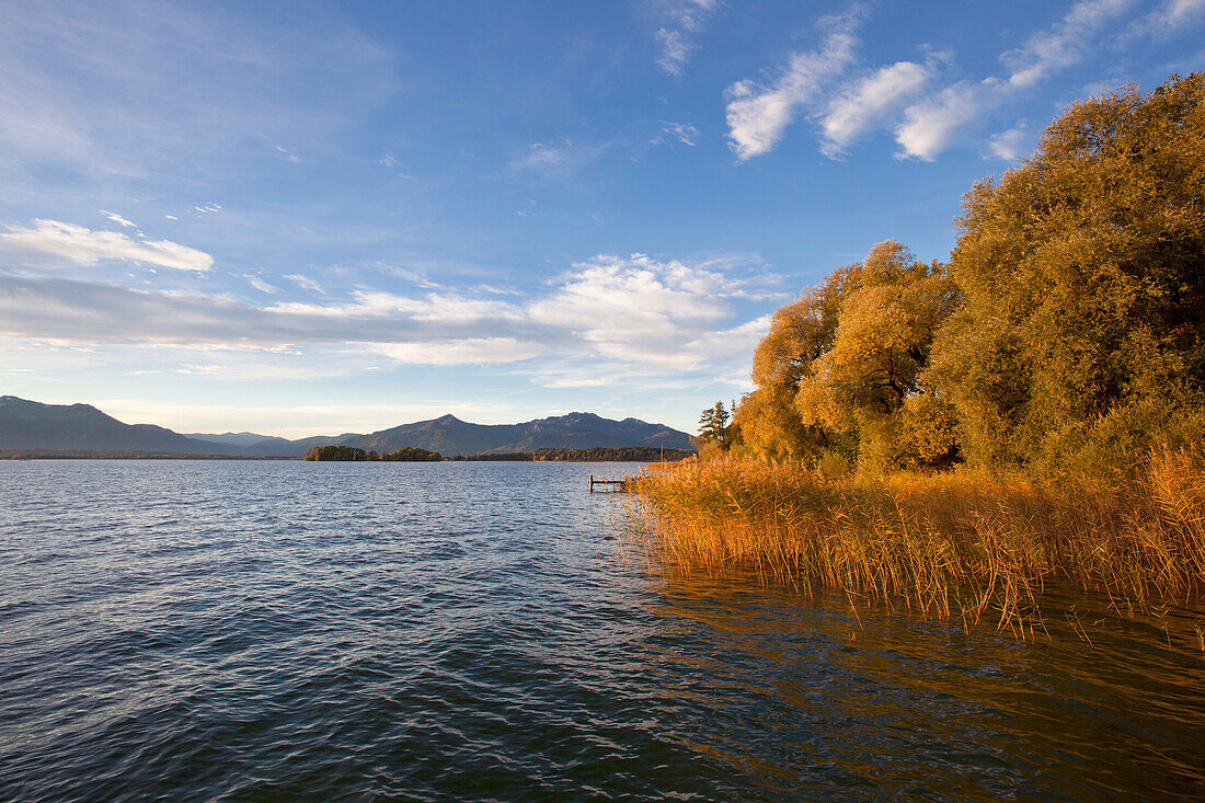 Seeufer mit Schilf und Bäumen in Herbstfärbung, bei Gstadt, Chiemsee, Chiemgau, Bayern, Deutschland