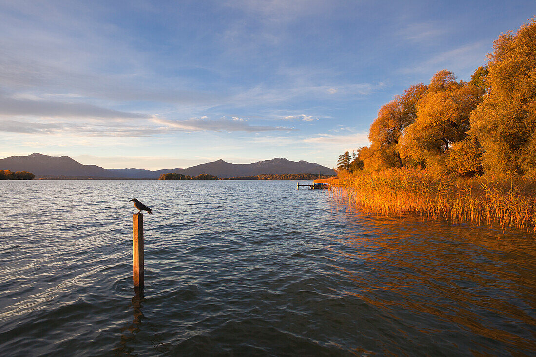 Shore with reed and trees in autumn colours, near Gstadt, Chiemsee, Chiemgau region, Bavaria, Germany