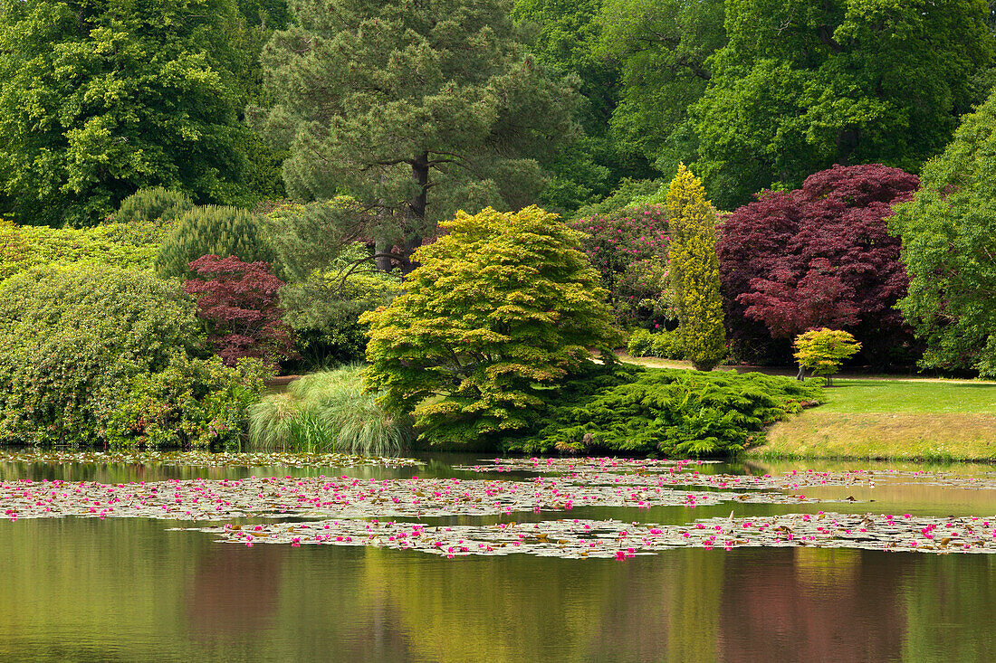 Rote Seerosen auf dem Middle Lake, Sheffield Park Garden, East Sussex, Großbritannien