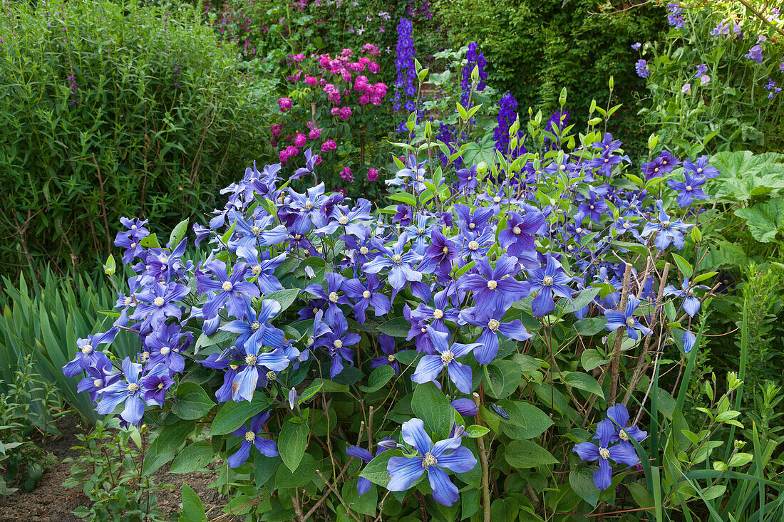 Clematis, Sissinghurst Castle Gardens, Kent, Great Britain